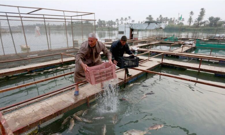 الموارد: إزالة 80% من بحيرات الأسماك المتجاوزة ضمن حملة وطنية واسعة