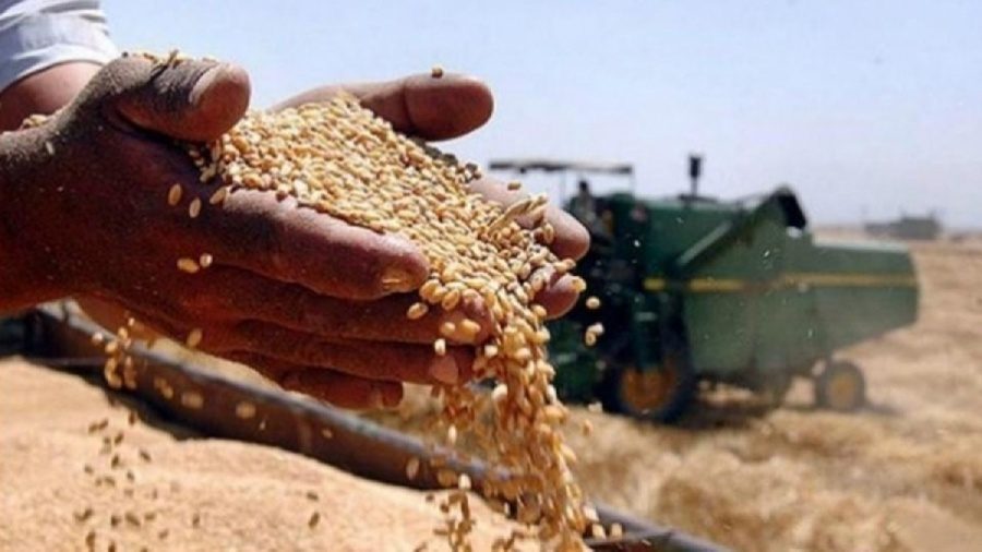  للعام الثالث على التوالي.. العراق يحقق الاكتفاء الذاتي من الحنطة