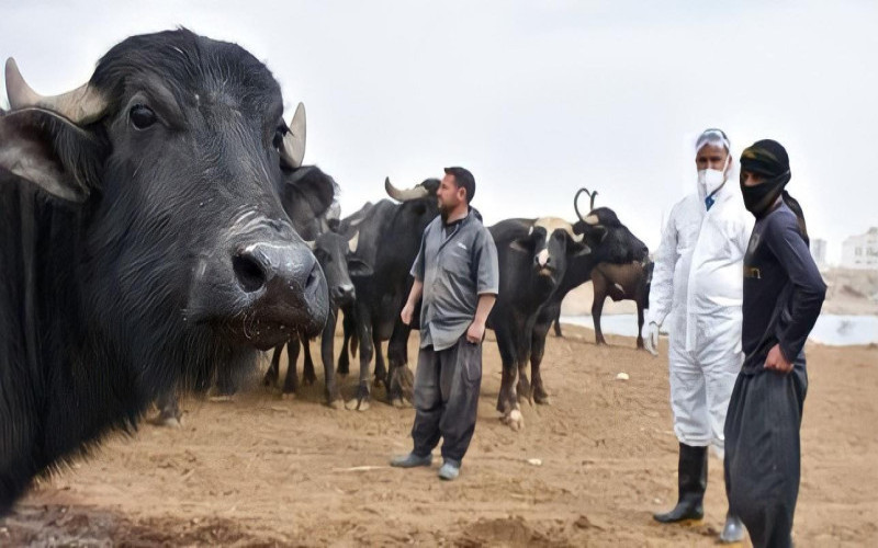 الـديوانـية: وفـاة امرأة مـسنّة بالحمى النزفية في مستشفى الصدر بالنجف