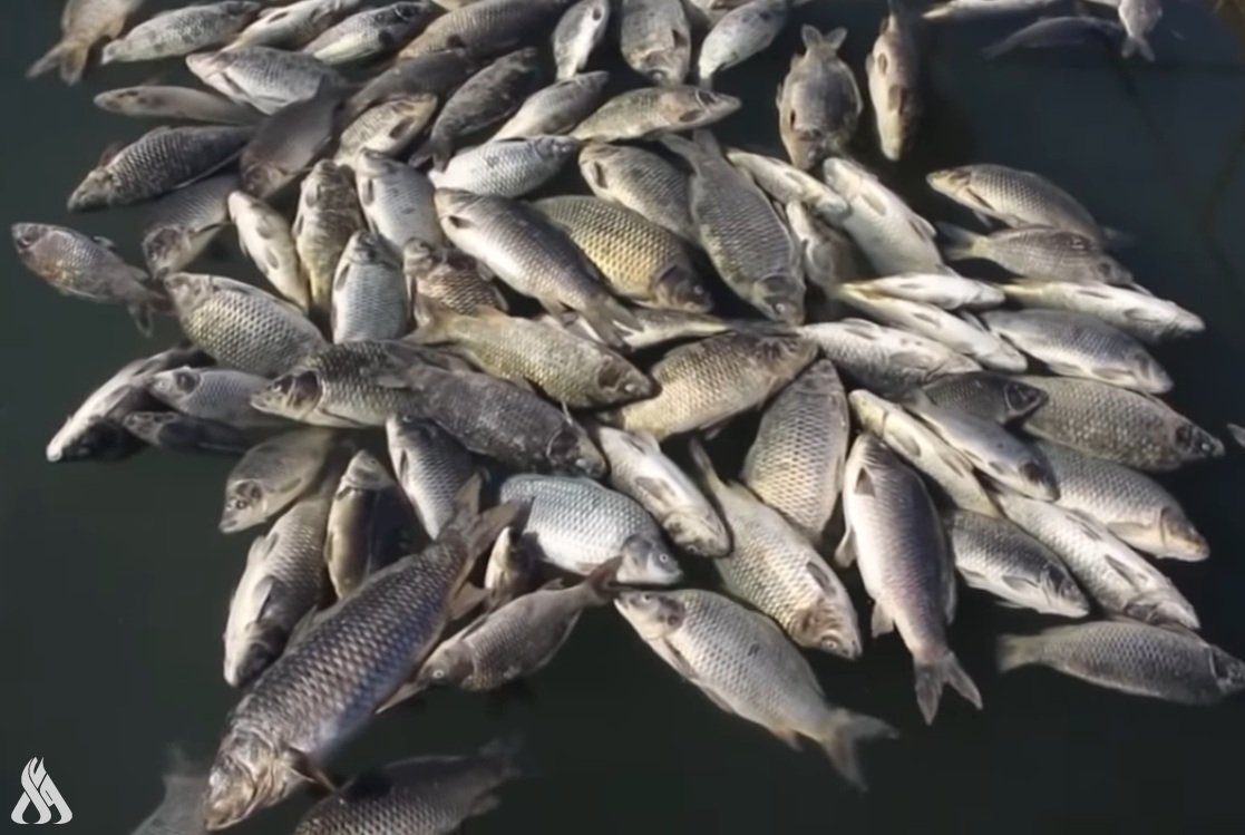 الزراعة تحذر من نفوق الأسماك بسبب شح المياه